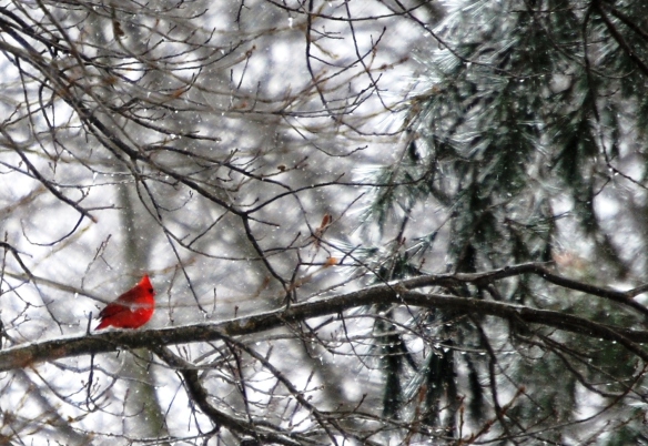 A fluffy cardinal perched on snow covered tree in my backyard