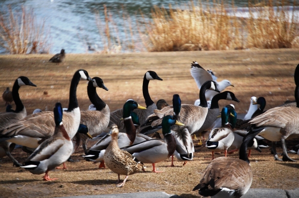 This party is for the birds - geese, ducks and seagulls socialize in Idaho Falls