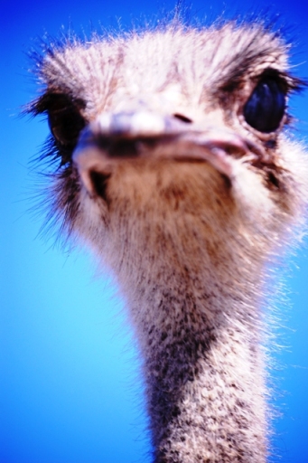 Angry Ostrich at Fossil Rim Animal Park in Glen Rose, TX
